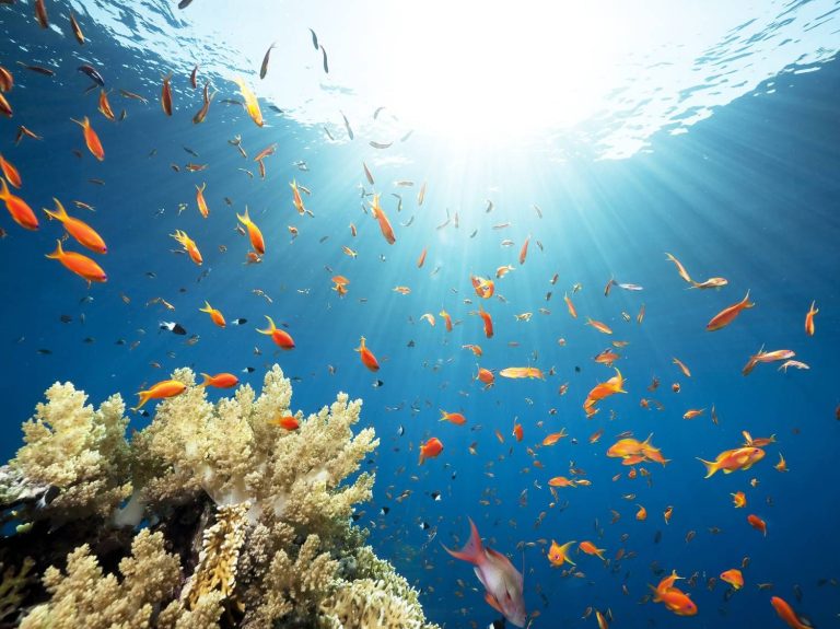 Pantai Untuk Snorkeling Gunungkidul