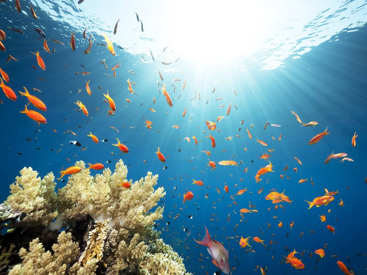 Pantai Untuk Snorkeling Gunungkidul