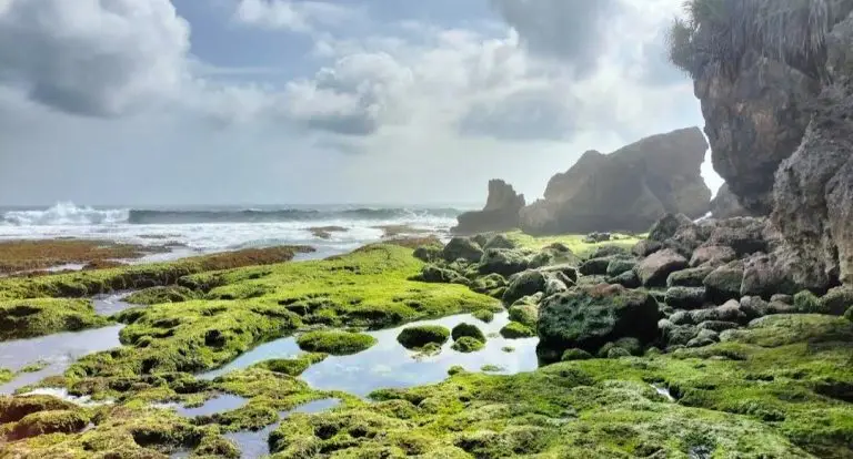wisata pantai dadap ayam gunungkidul