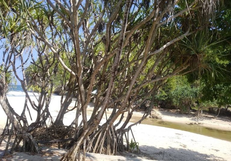 wisata pantai greweng gunungkidul